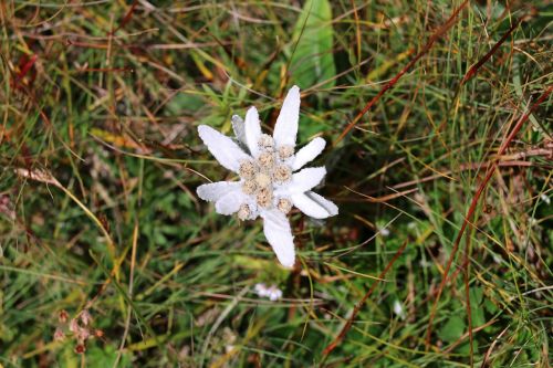 edelweiss flower alpine edelweiß