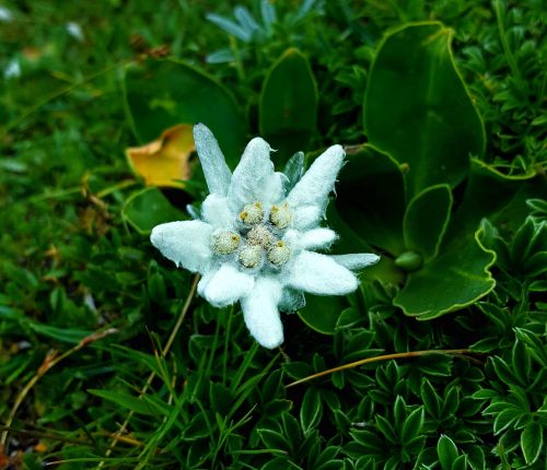edelweiss mountains alpine flower