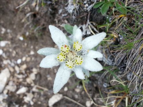 edelweiss flower gnafalio