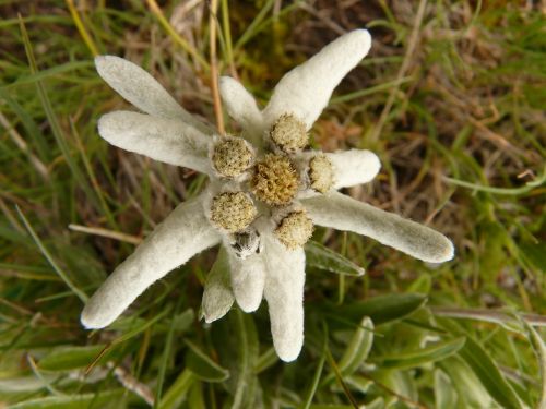 edelweiss alpine flower rarely