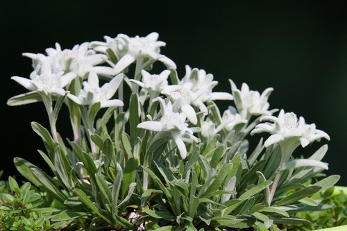 edelweiss  alpine  alpine flower