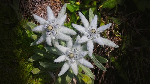 edelweiss  flower  nature