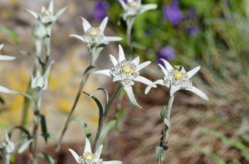 edelweiss protected white