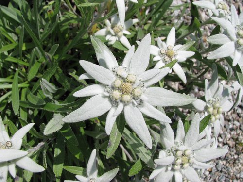 edelweiss  flower  alpine edelweiß