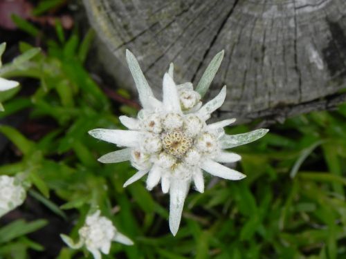 edelweiss blossom bloom