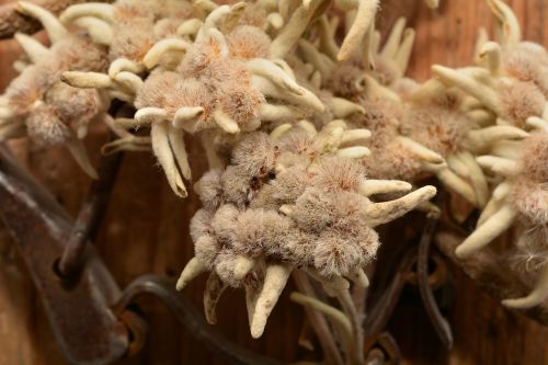 edelweiss flower dried