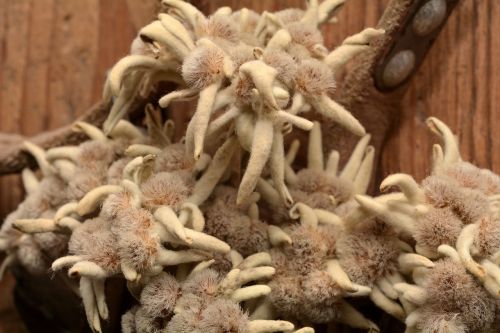 edelweiss alpine flower dried