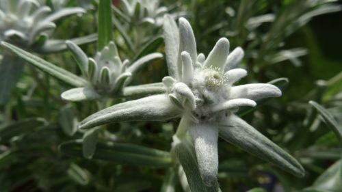 edelweiss leontopodium microdochium allgäu