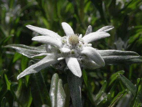 edelweiss flower austria