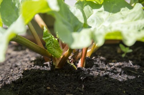 edible fresh garden