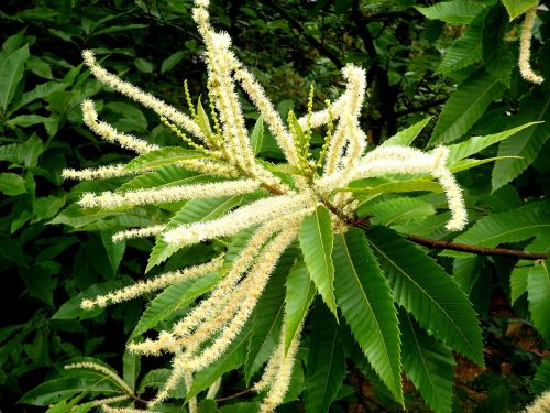 edible chestnut chestnut inflorescence