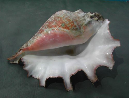 edible shell lambi caribbean