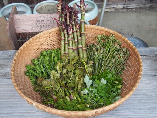 edible wild plants living in the country satoyama