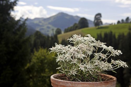 edlweiss alpine flowers flowers