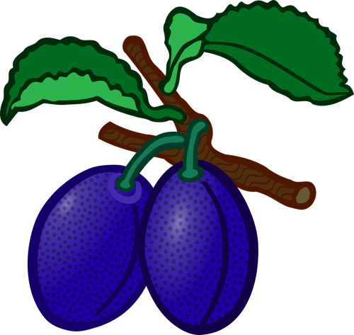 education fruit plum