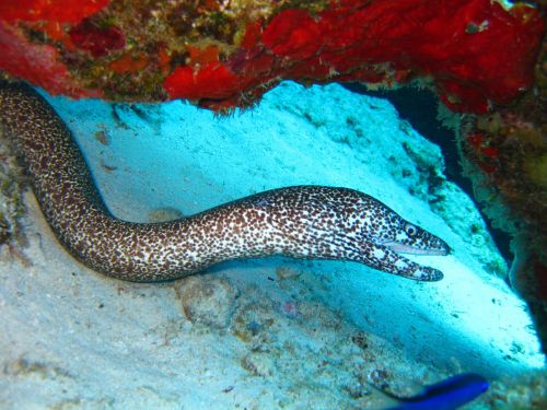 eel underwater marine