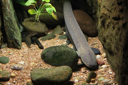 eel fish underwater