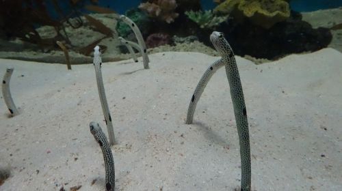 eel fish aquarium