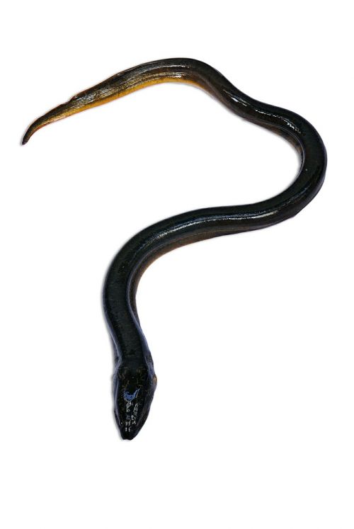 eel fish fresh water