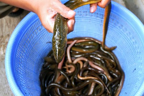 eel fish fresh water