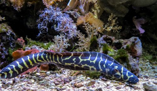 eel sea animal blue