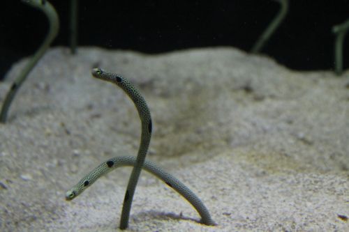 eel underwater aquarium