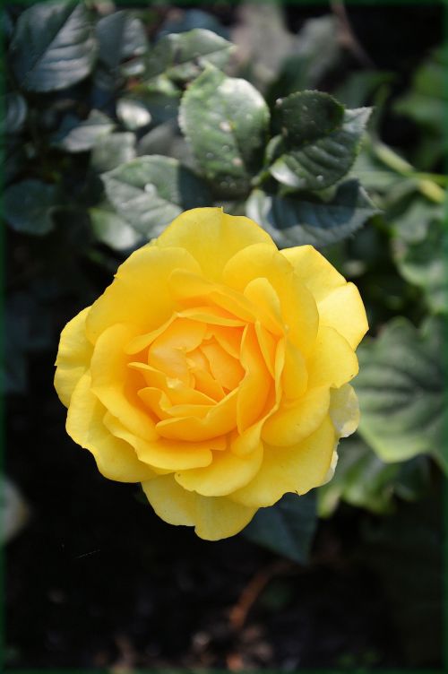 A Yellow Rose