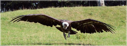 A Vulture At A Glance