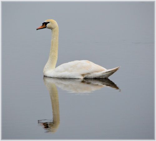 A Beautiful Swan