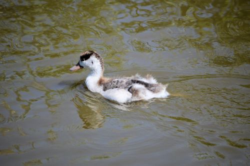 A Duckling