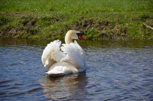 A Swan