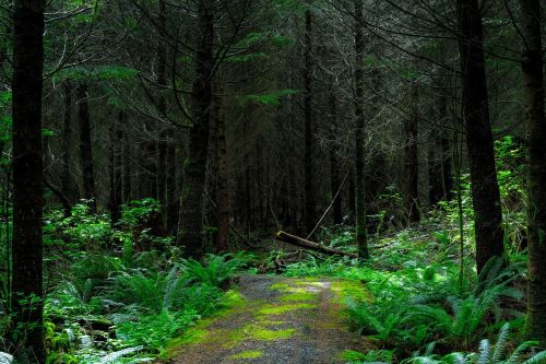 eerie environment fern