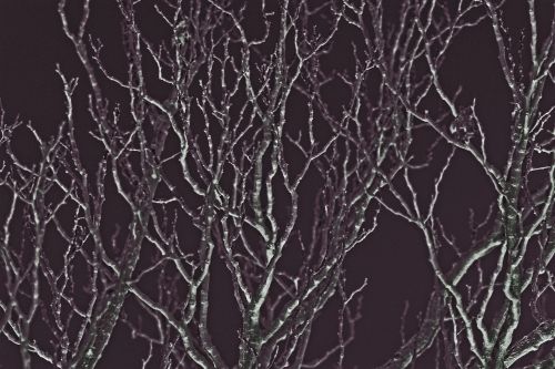 Eerie Effect With Bare Branches