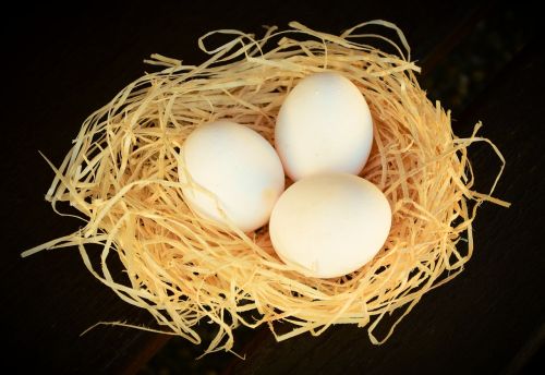 egg white eggs nutrition