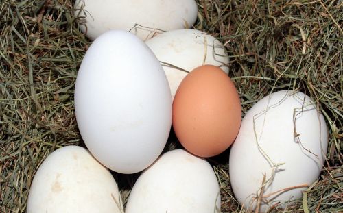 egg geese eggs hen's egg
