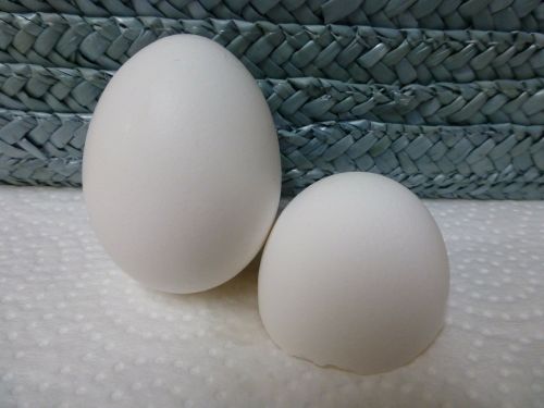 egg chicken white