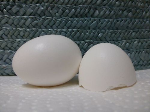 egg chicken white