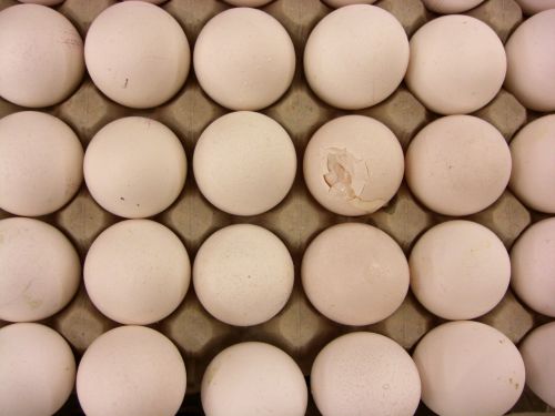 egg broken natural product