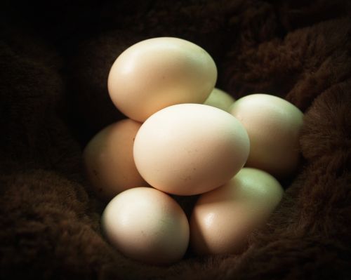 egg fresh cholesterol