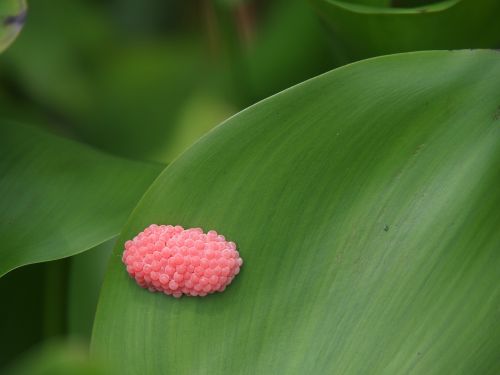 egg snails pink
