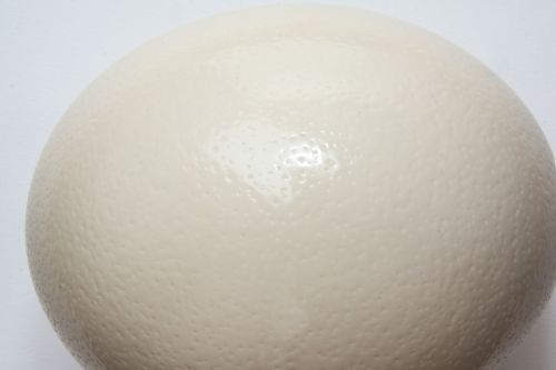 egg ostrich egg structure