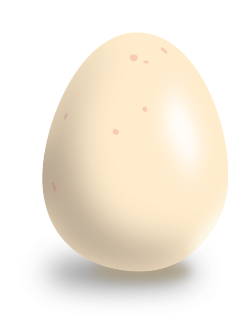 egg chicken egg food