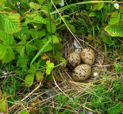 egg bird eggs nest