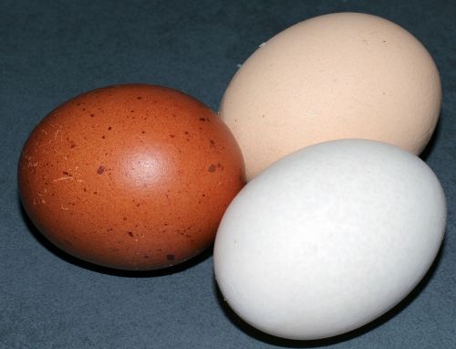 egg hen's egg color