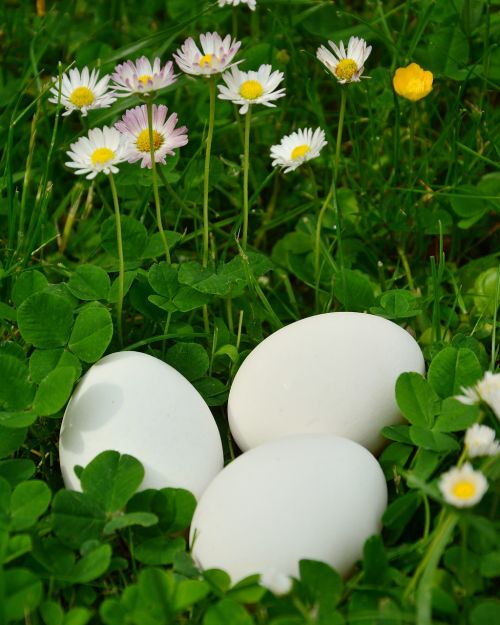 egg white eggs meadow