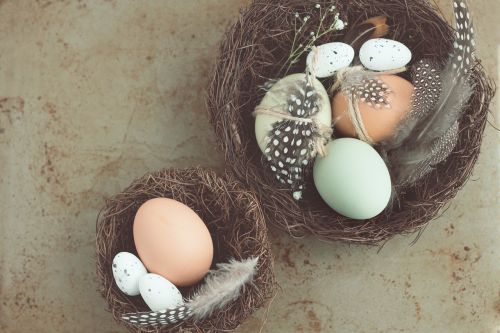 egg nest bird
