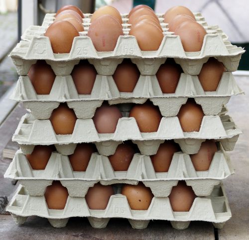 egg chicken eggs egg carton