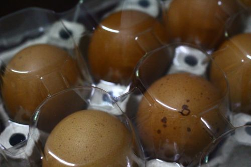 egg food eggs