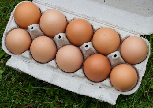 egg chicken chickens