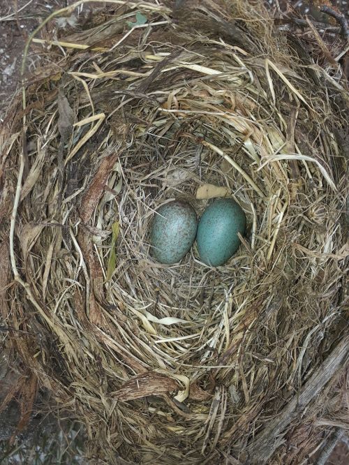 egg nest hay